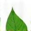 Icona foglia